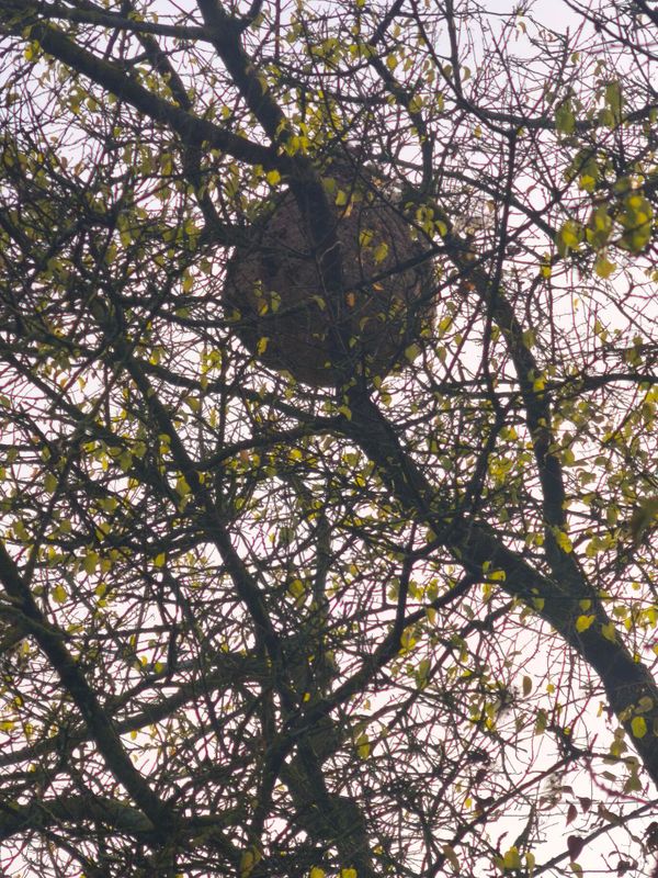 Nid de frelons asiatiques dans un arbre - Oise