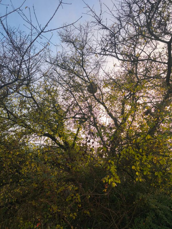 Nid de frelons en hauteur - Val d'Oise