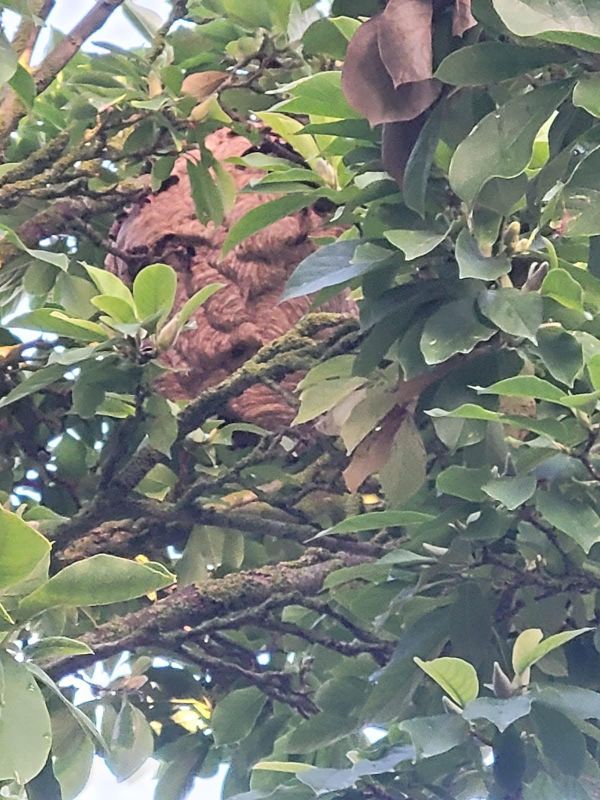 Gros nid de frelons européens