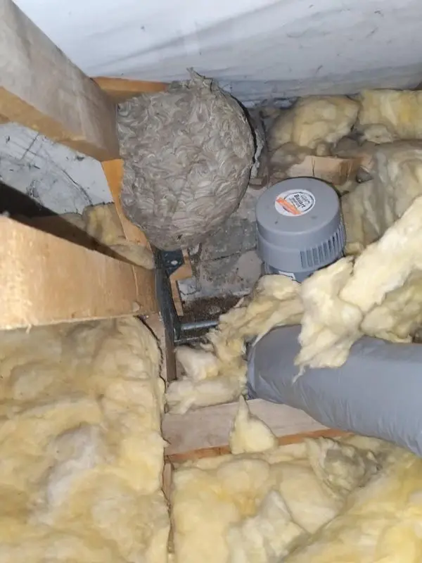 Désinsectisation professionnelle - Tous types d'insectes