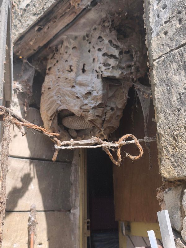 Nid de frelons détruit par Stop Frelons 60