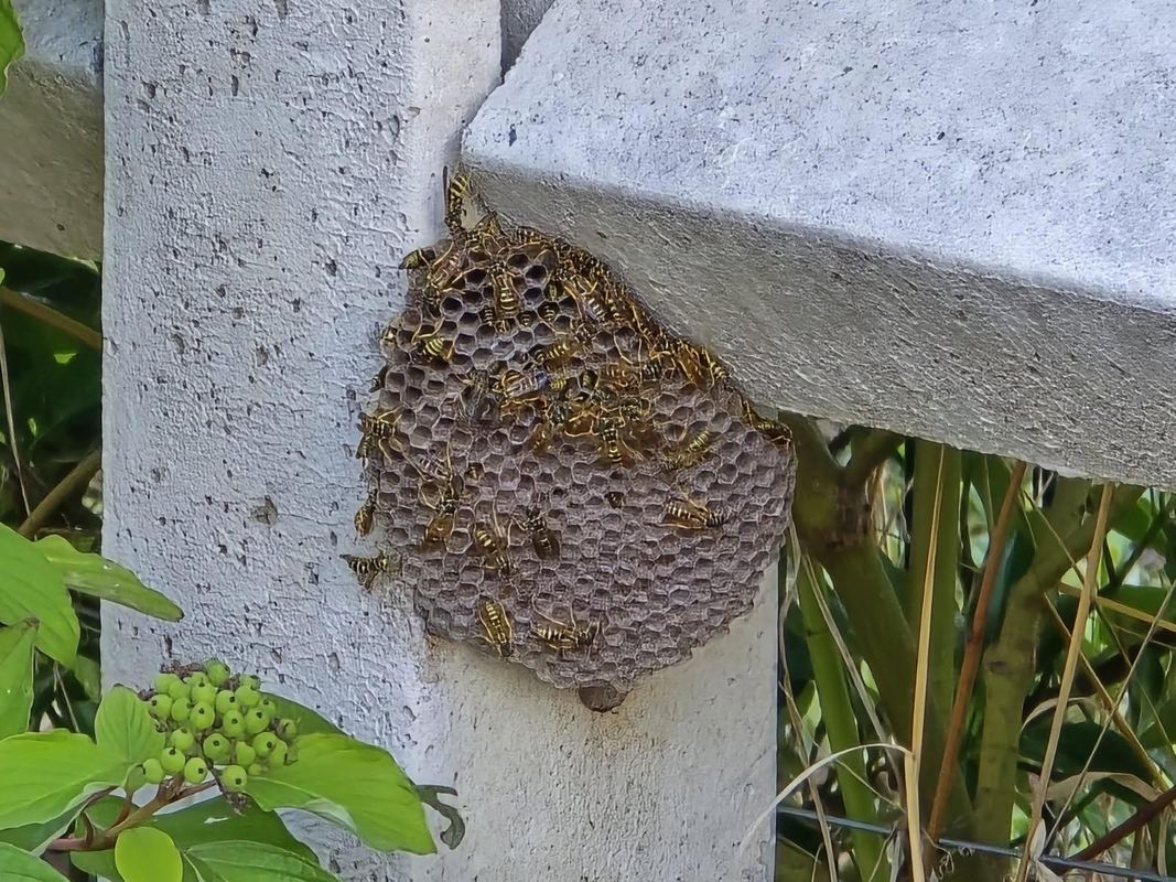 Nid de guêpes dans un mur