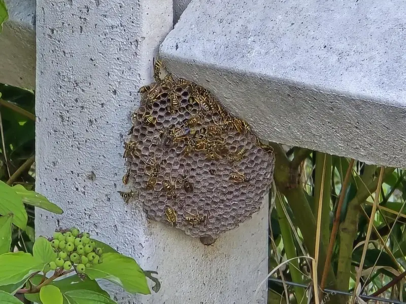 Nid de guêpes - Destruction professionnelle dans l'Oise